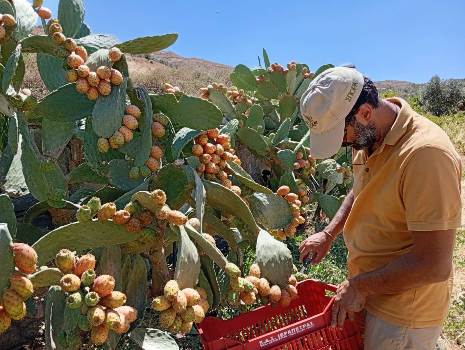 SPORA producer — fruit harvest