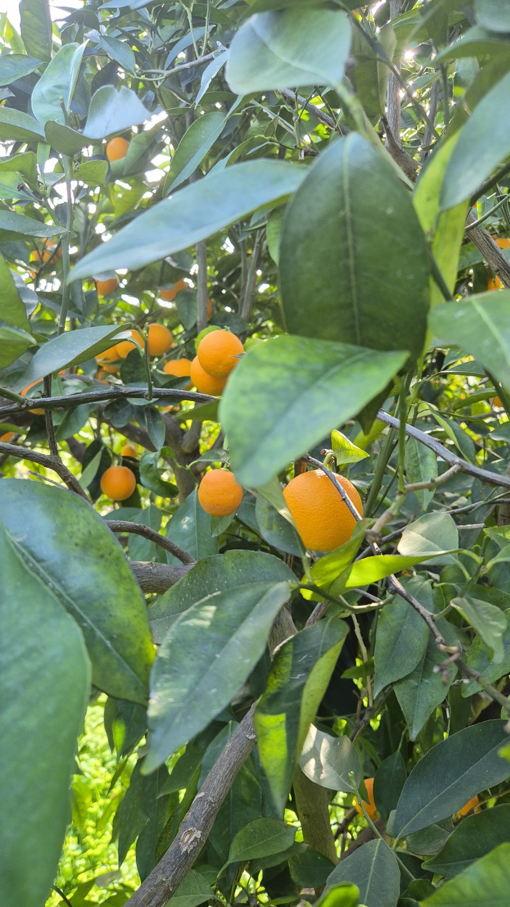 Seasonal fruit — oranges from producer estate