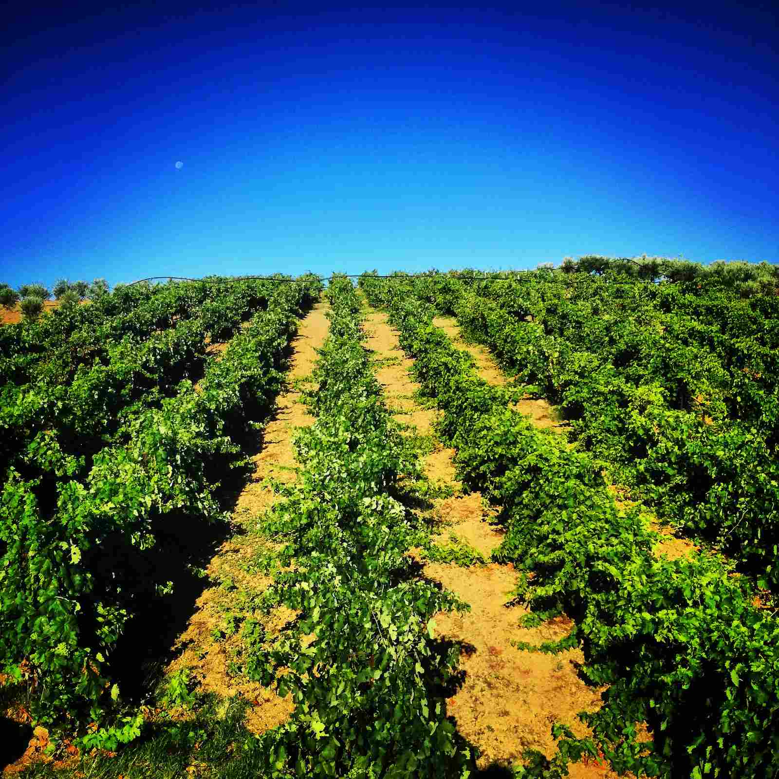 Cretan vineyards — blue sky